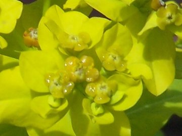 Euphorbia ceratocarpa / Euforbia cornuta